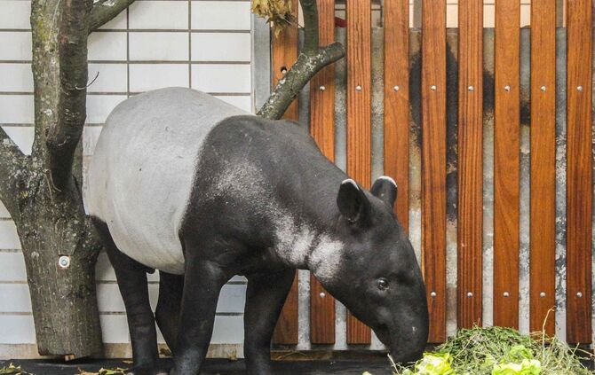 Schabrackentapir_1