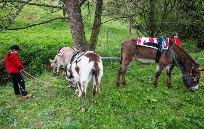Wanderung mit Eseln - Bild 17_23