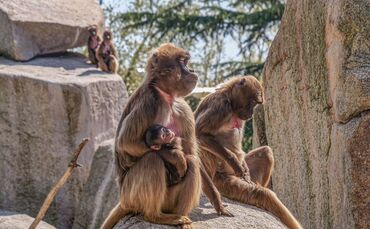 KW 19a Geburten bei Dscheladas und Mähnenspringern 12.05.2021 Bild 1