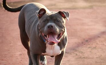 Pit Bull