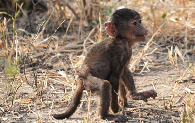 Tanzania_2013_-1-_602_0