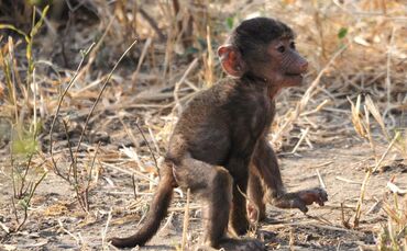 Tanzania_2013_-1-_602_0