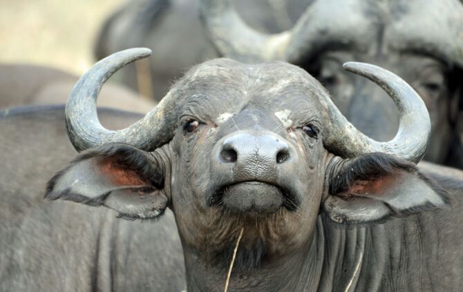 Timbavati_Ostern_2015_1934_b_4