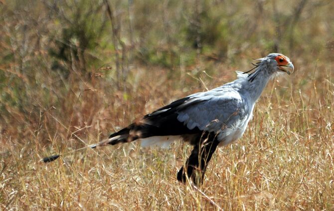 Timbavati_Ostern_2015_405_b_5