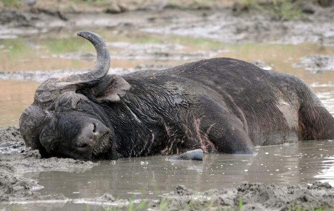 Timbavati_Ostern_2015_100_b_6