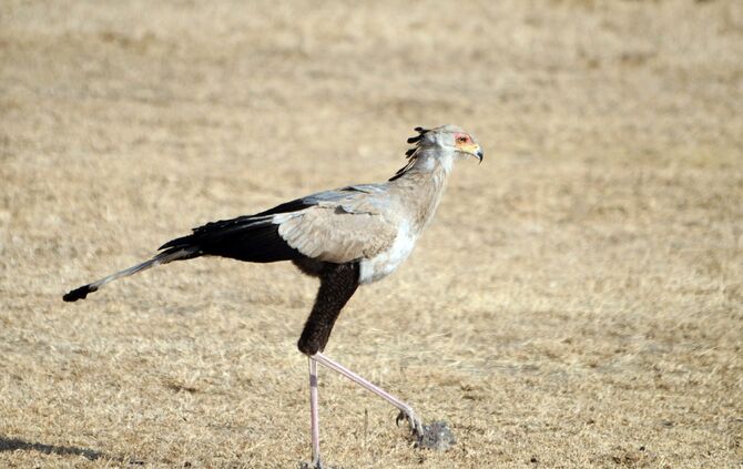 Tanzania_2013_-1-_1370_b_11