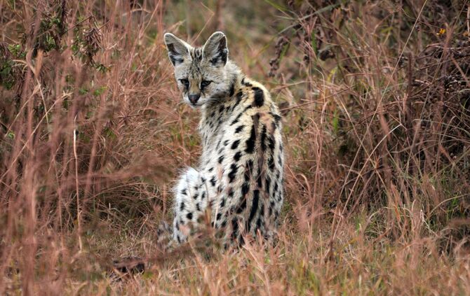 Tanzania_2013_-1-_1337_b_12