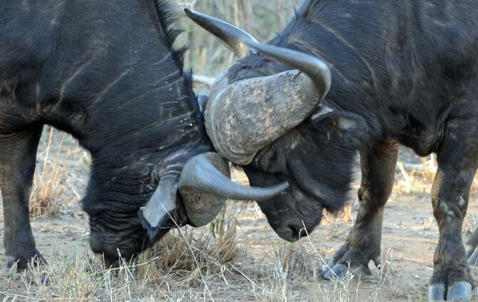 Südafrika_2016_1394_b_16