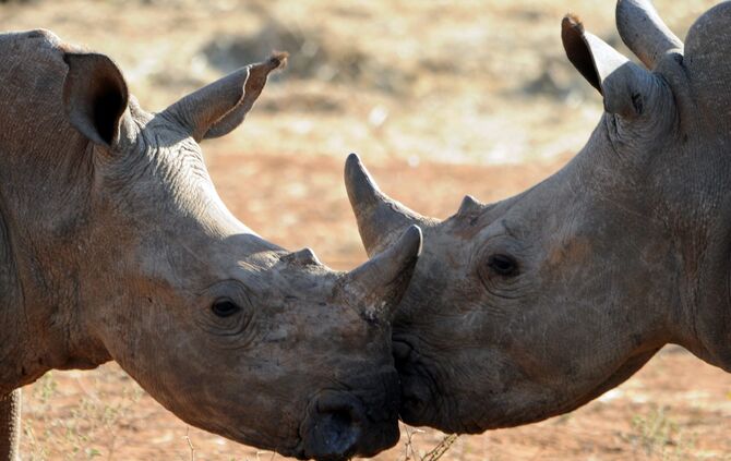 Südafrika_2016_595_b_17