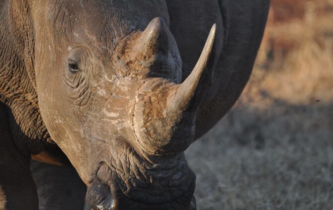 Südafrika_2011_zwei_1365_19