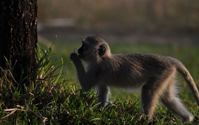 Südafrika_2011_zwei_1289_20
