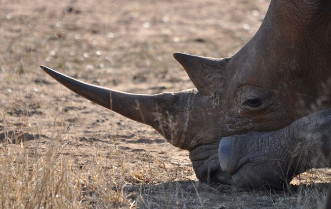 Südafrika_2011_zwei_967_22