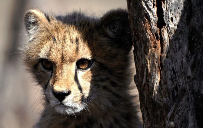 Südafrika_2011_eins_1348_23