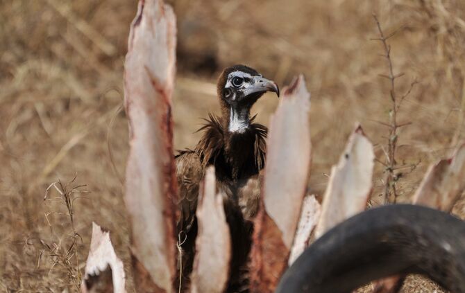 Südafrika_2011_eins_903_24