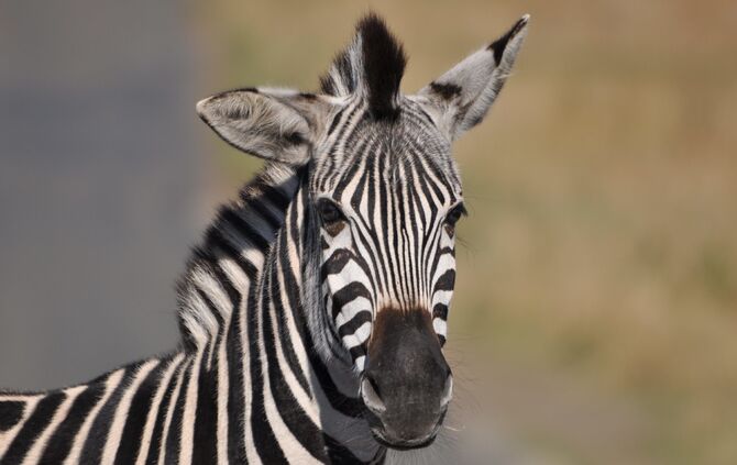 Südafrika_2011_eins_599_26