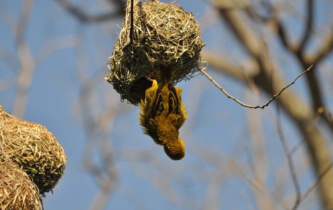 Südafrika_2011_eins_453_28