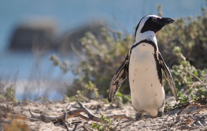 Südafrika_2011_eins_198_29