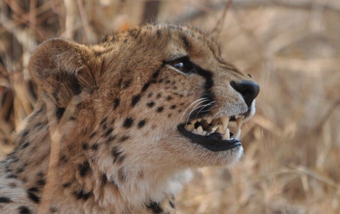 SA_2012__drei_511_51