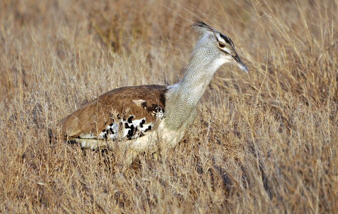 SA_2012__drei_266b_52