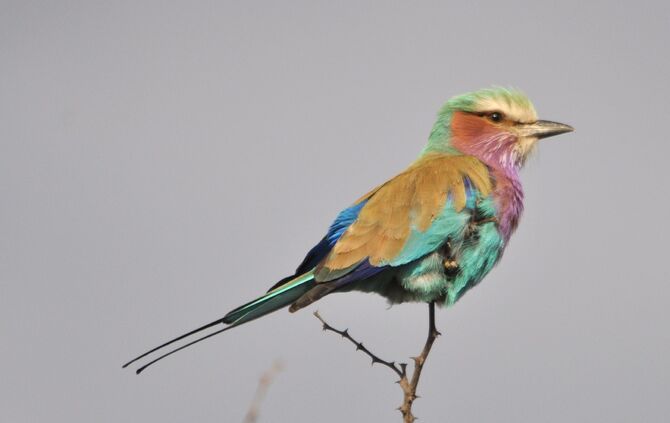 SA_2012__drei_230_53