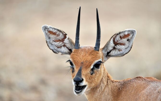 SA_2012__drei_182b_54