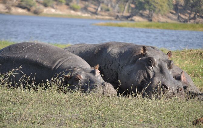 Botsuana_2010_-2-_079_59