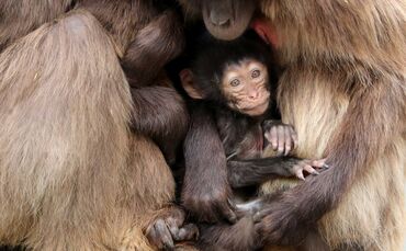 Dscheladas in der Wilhelma_0