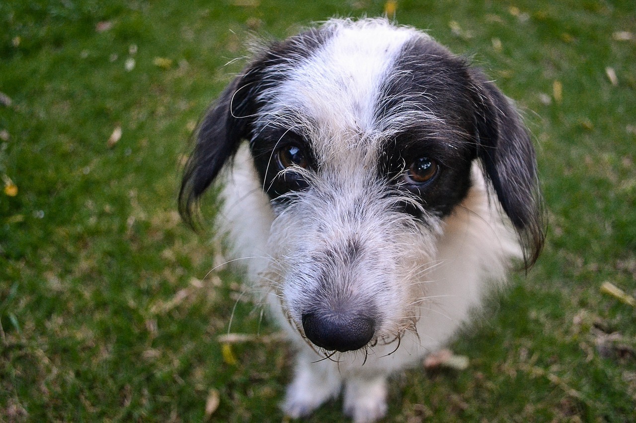 Hund vergiftet Blaulicht Zeitungsverlag Waiblingen