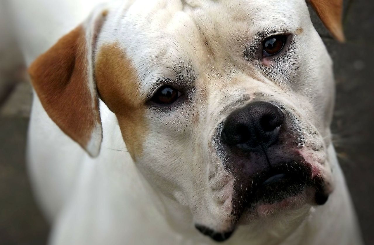 Kind auf Schulhof von Hund gebissen Stuttgart &amp; Region