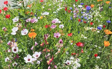 Winnenden-Birkmannsweiler Stadtgärtners Blumenwiesensamen sind aufgegangen