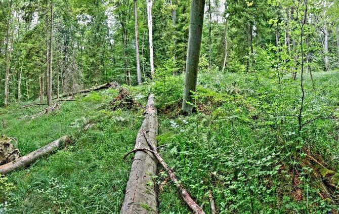 Sommertour Wald - Bild 40_1