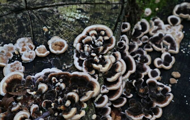 Sommertour Wald - Bild 13_28