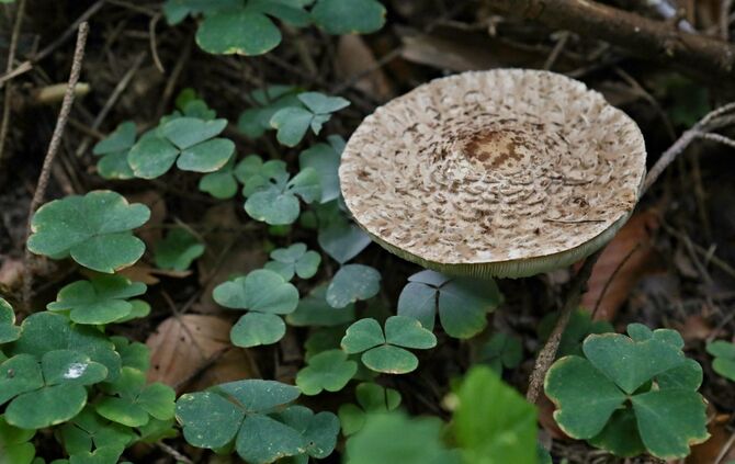 Sommertour Wald - Bild 03_37