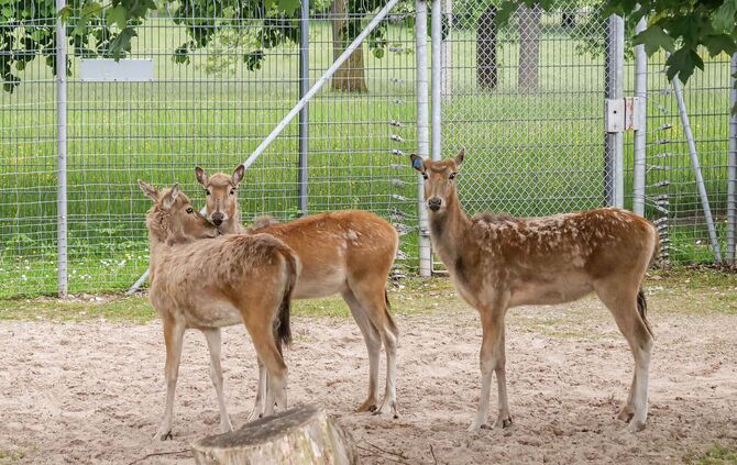 KW 21a Davidshirsche neu in der Wilhelma 27.05.2021 Bild 1 (002)