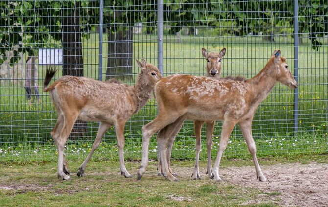 KW 21a Davidshirsche neu in der Wilhelma 27.05.2021 Bild 3 (002)