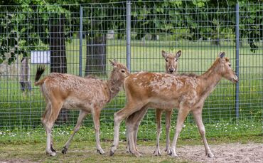 KW 21a Davidshirsche neu in der Wilhelma 27.05.2021 Bild 3 (002)