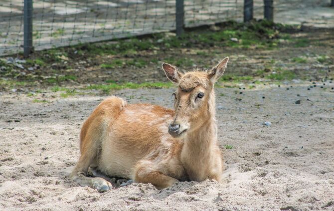 KW 21a Davidshirsche neu in der Wilhelma 27.05.2021 Bild 4 (002)