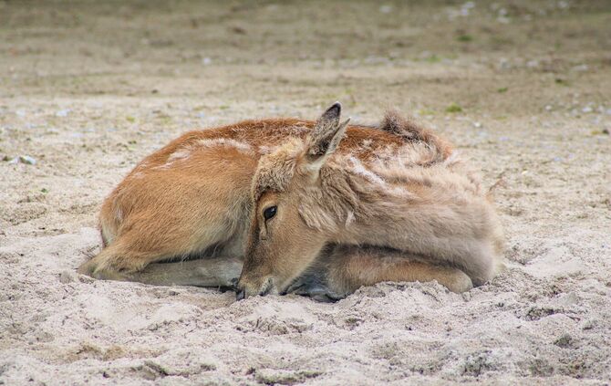 KW 21a Davidshirsche neu in der Wilhelma 27.05.2021 Bild 5 (002)