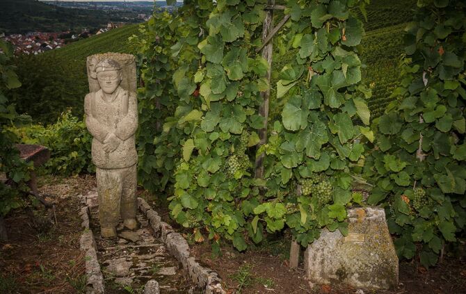 Weinprobe in den Weinbergen Ã¼ber Schnait_3