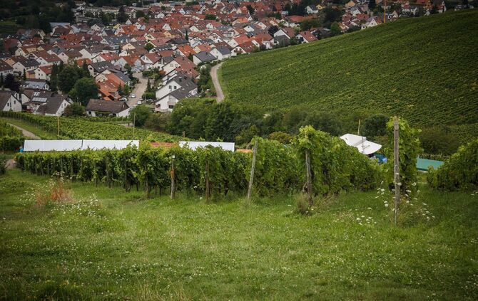 Weinprobe in den Weinbergen Ã¼ber Schnait_12