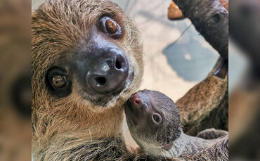 Wilhelma Faultier Marlies mit Jungtier Bild Henssler