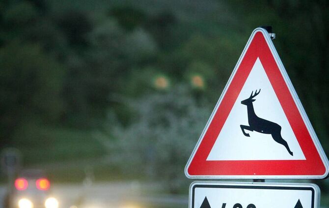 Featurebild Wildwechsel Wildunfall Unfall Hirsch Wild