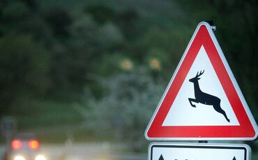 Featurebild Wildwechsel Wildunfall Unfall Hirsch Wild 