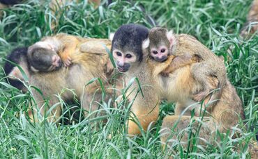 KW 22a Fünf Totenkopfäffchen geboren  02.06.2021 Bild 1 (002)