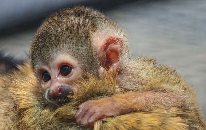 KW 22a Fünf Totenkopfäffchen geboren  02.06.2021 Bild 5 Müller