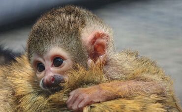 KW 22a Fünf Totenkopfäffchen geboren  02.06.2021 Bild 5 Müller