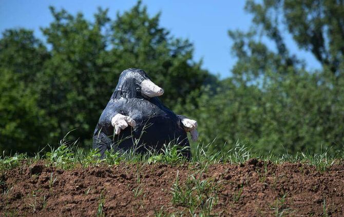 Maulwurf im Kreisverkehr Remshalden_0