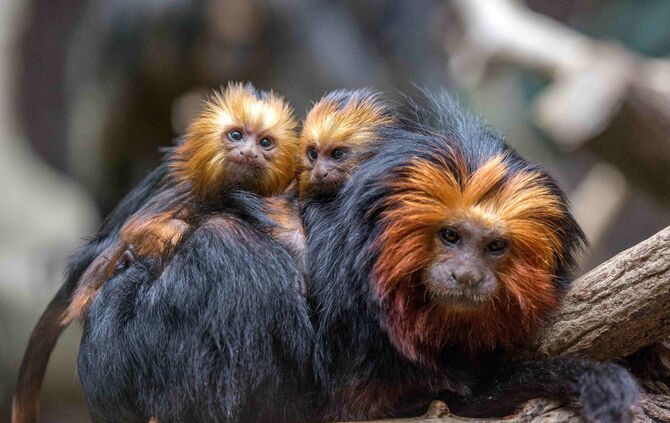 KW_23a_Wilhelma_Goldkopflöwenäffchen_07.06.2017_Bild_1_0