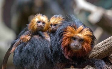 KW_23a_Wilhelma_Goldkopflöwenäffchen_07.06.2017_Bild_1_0