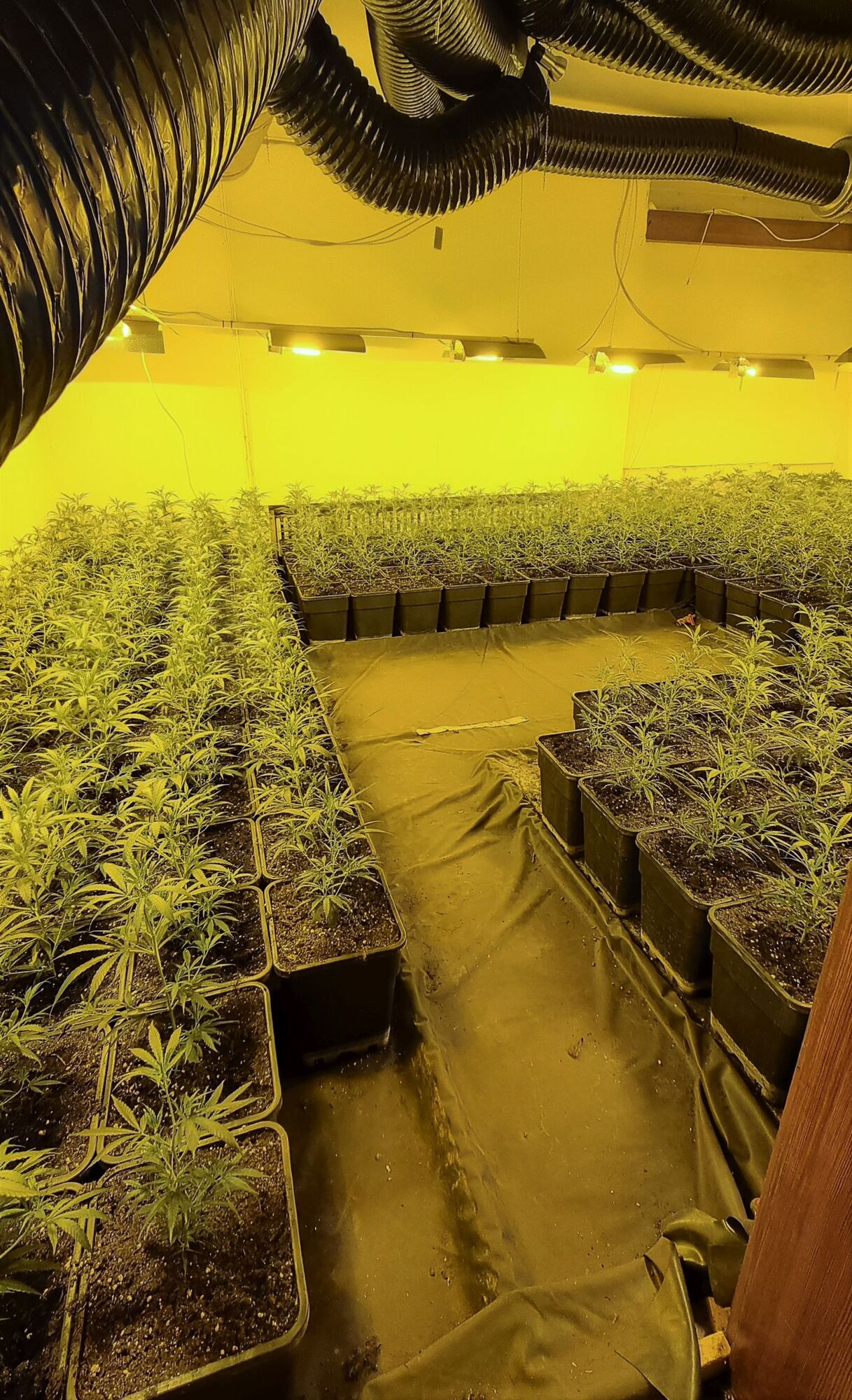 Drogenplantage mit über 1000 Marihuanapflanzen in Esslingen entdeckt